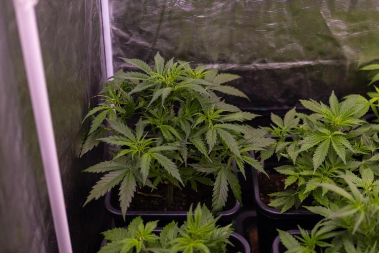 Paradise Seeds - Vertigo Auto. Week 5