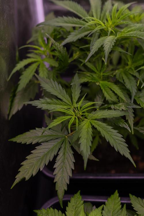 Paradise Seeds - Vertigo Auto. Week 5