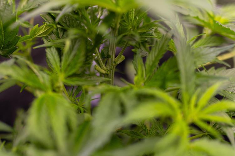 Paradise Seeds - Vertigo Auto. Week 5