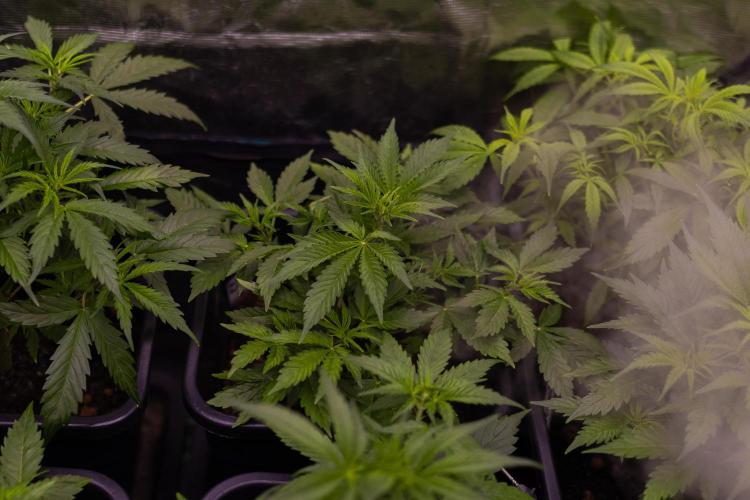 Paradise Seeds - Pandora Auto. Week 5