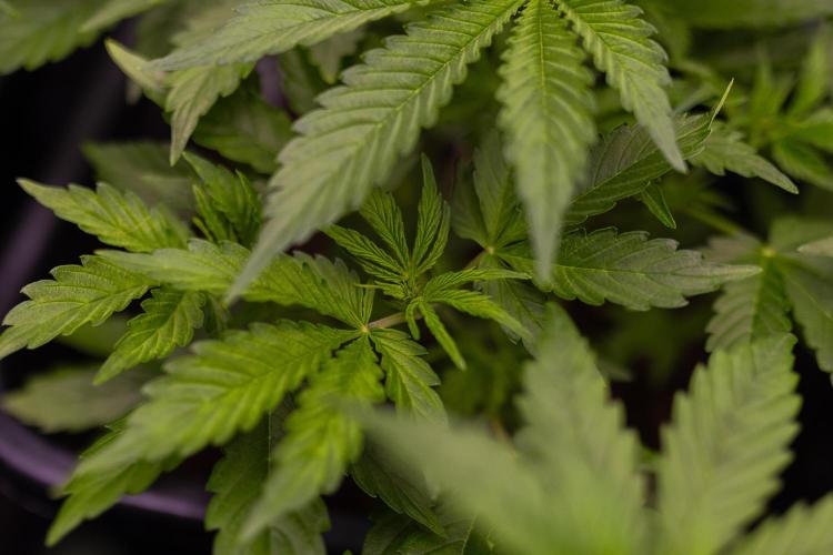 Paradise Seeds - Pandora Auto. Week 5