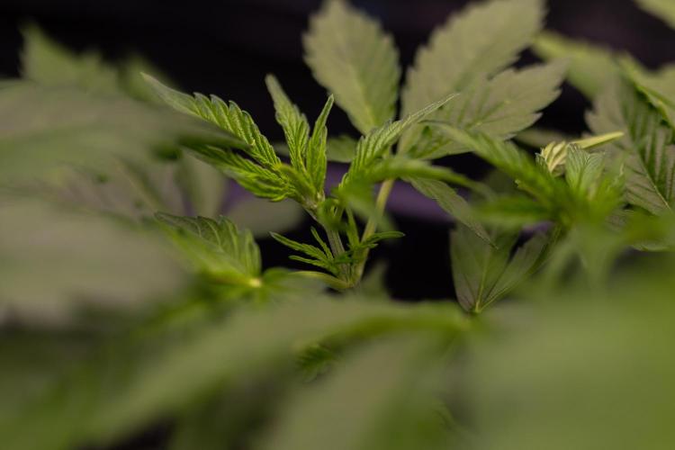 Paradise Seeds - Pandora Auto. Week 5