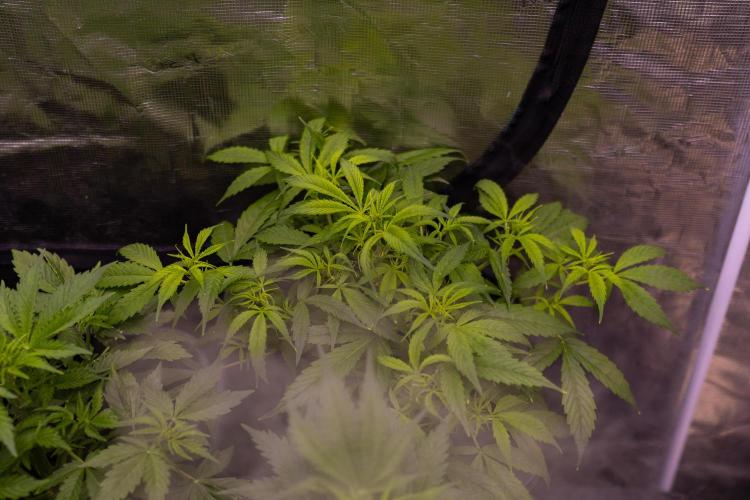 Paradise Seeds - Stromboli Auto. Week 5