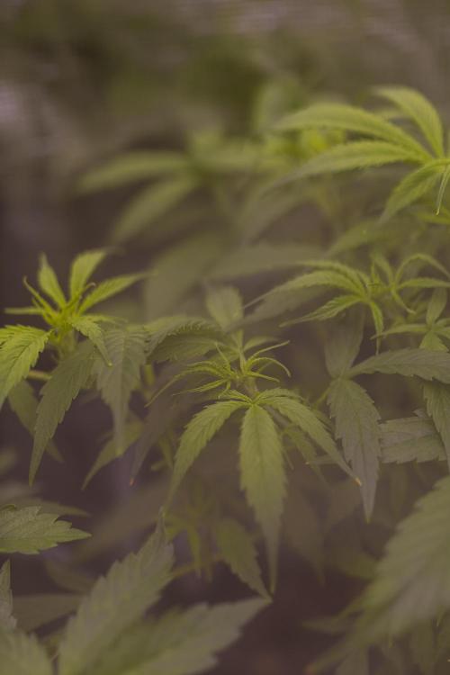 Paradise Seeds - Stromboli Auto. Week 5