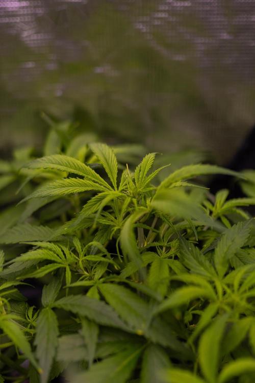 Paradise Seeds - Stromboli Auto. Week 5