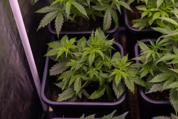 Spliff Seeds - Gelato Auto. Week 5