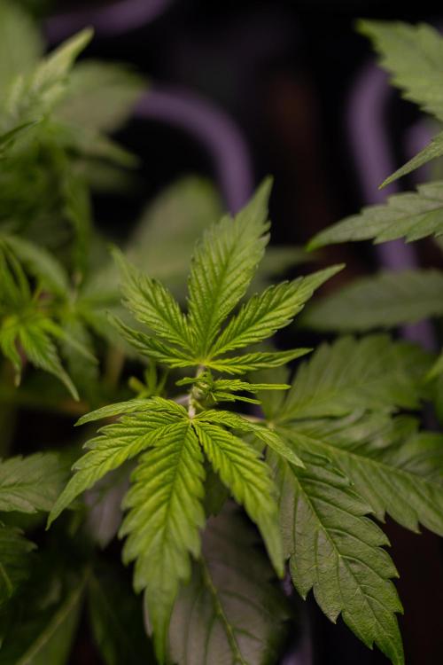 Spliff Seeds - Gelato Auto. Week 5