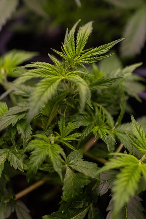 Spliff Seeds - Gelato Auto. Week 5