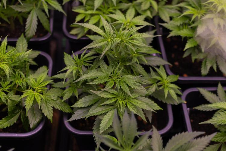 Dutch Blue Auto - Spliff Seeds. Week 5