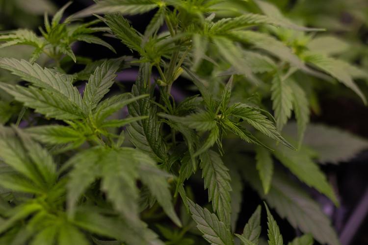 Dutch Blue Auto - Spliff Seeds. Week 5