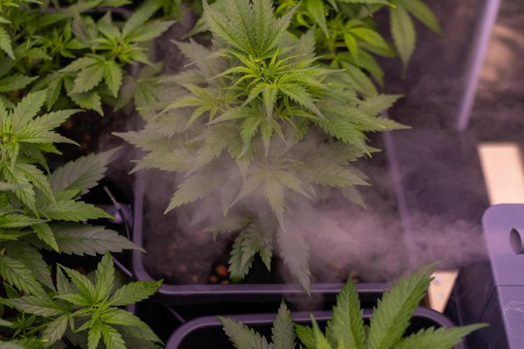 Gorilla Auto - Spliff Seeds. Week 5