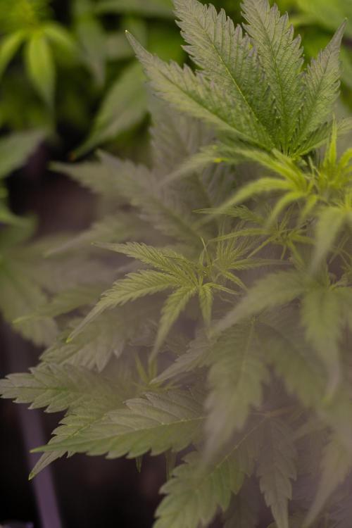 Gorilla Auto - Spliff Seeds. Week 5