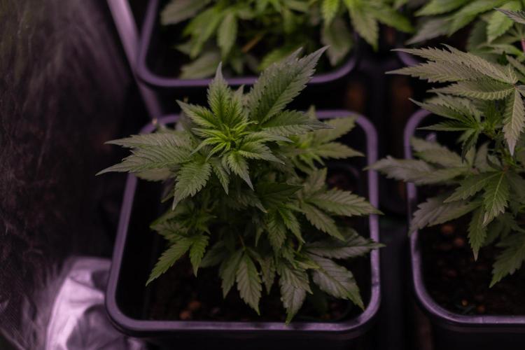 Dutch Auto - Spliff Seeds. Week 5