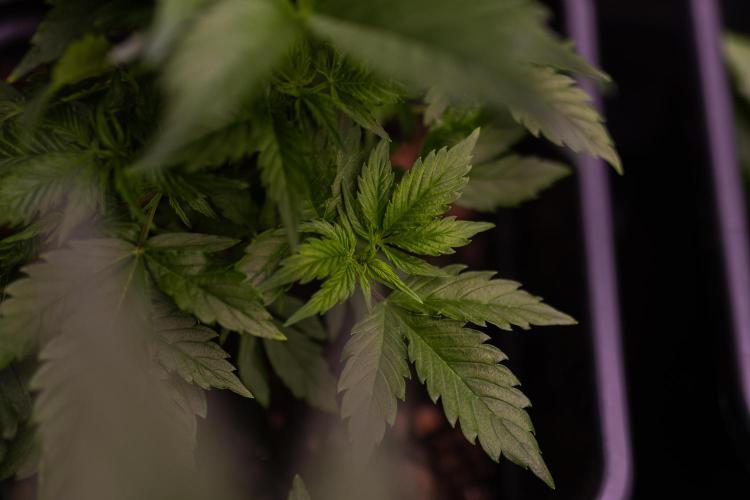 Dutch Auto - Spliff Seeds. Week 5