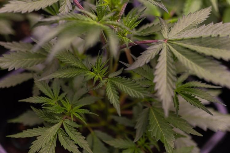 Lemon Crem Kush Auto - Spliff Seeds. Week 5