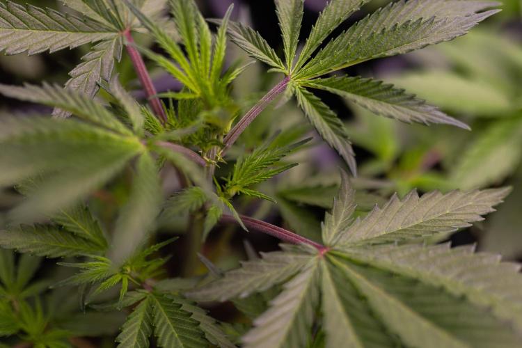 Lemon Crem Kush Auto - Spliff Seeds. Week 5