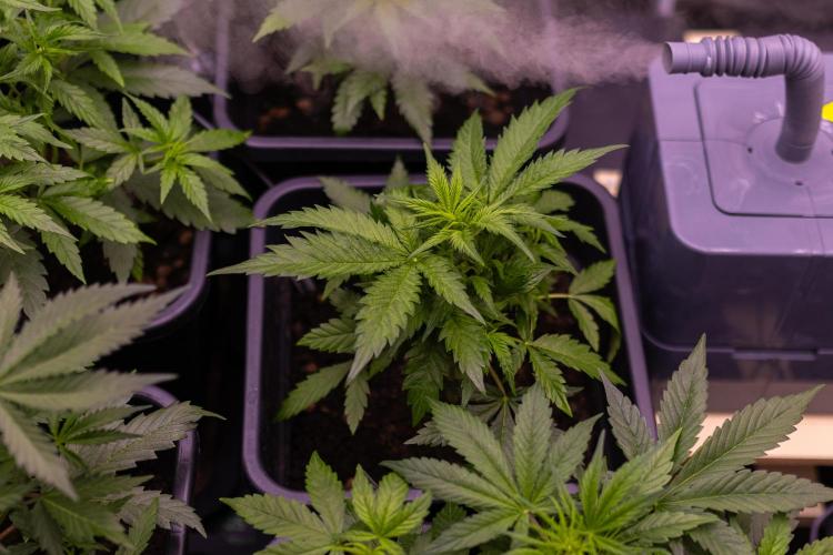 Mega Power Plant Auto - Spliff Seeds. Week 5