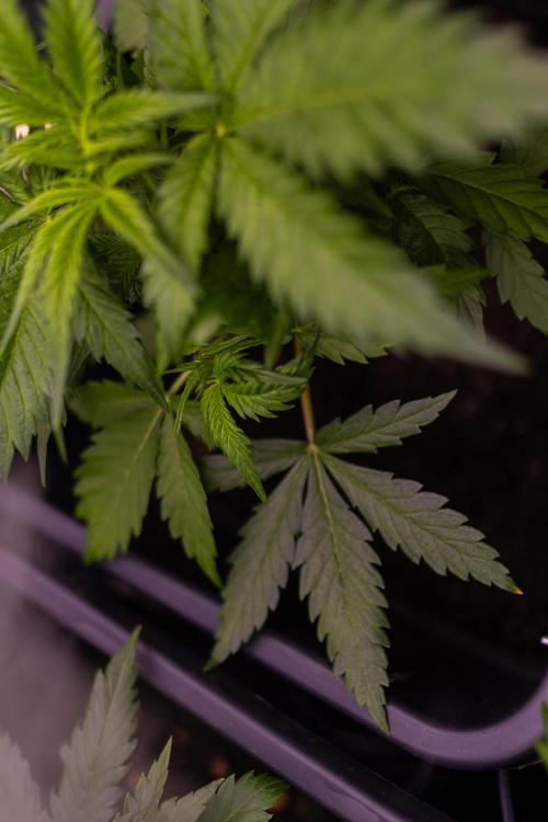 Mega Power Plant Auto - Spliff Seeds. Week 5