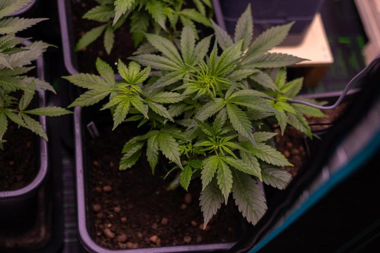 White Widow Auto - Spliff Seeds. Week 5