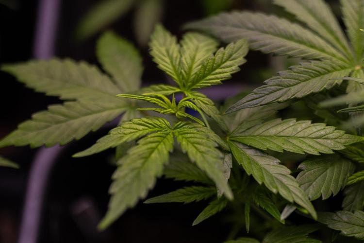 White Widow Auto - Spliff Seeds. Week 5