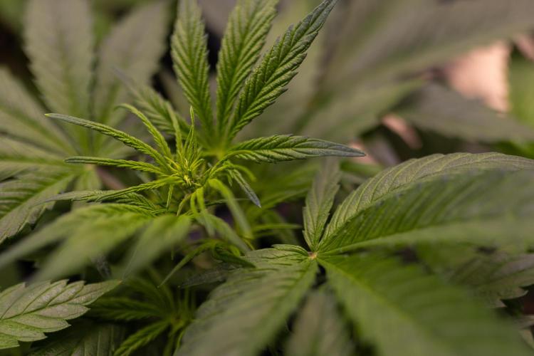 White Widow Auto - Spliff Seeds. Week 5