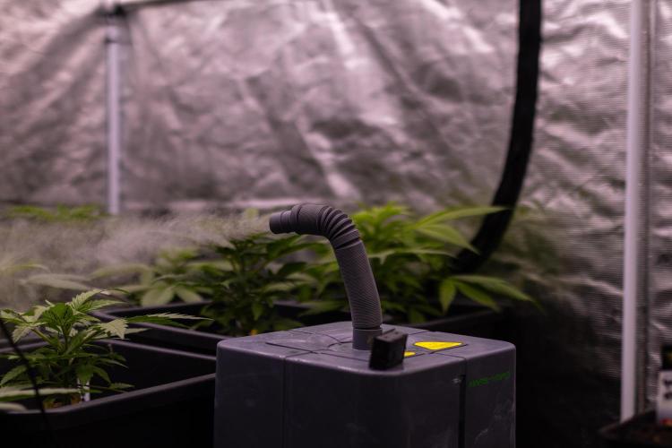 White Widow Auto - Spliff Seeds. Week 5