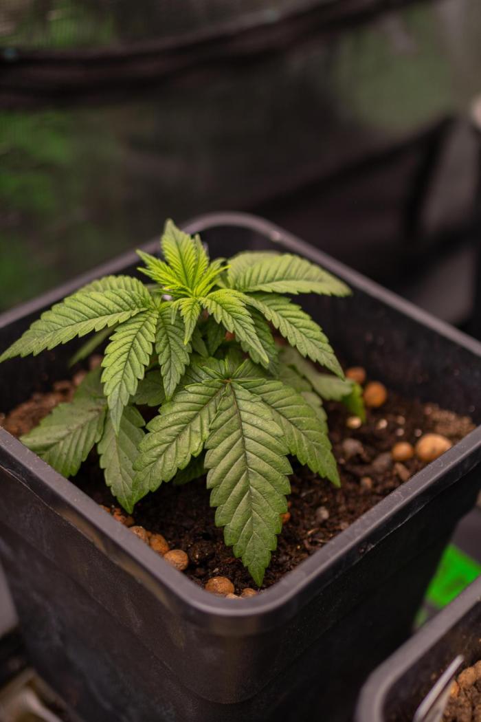 Tester# 494 x 1500 - Paradise Seeds. Week 3