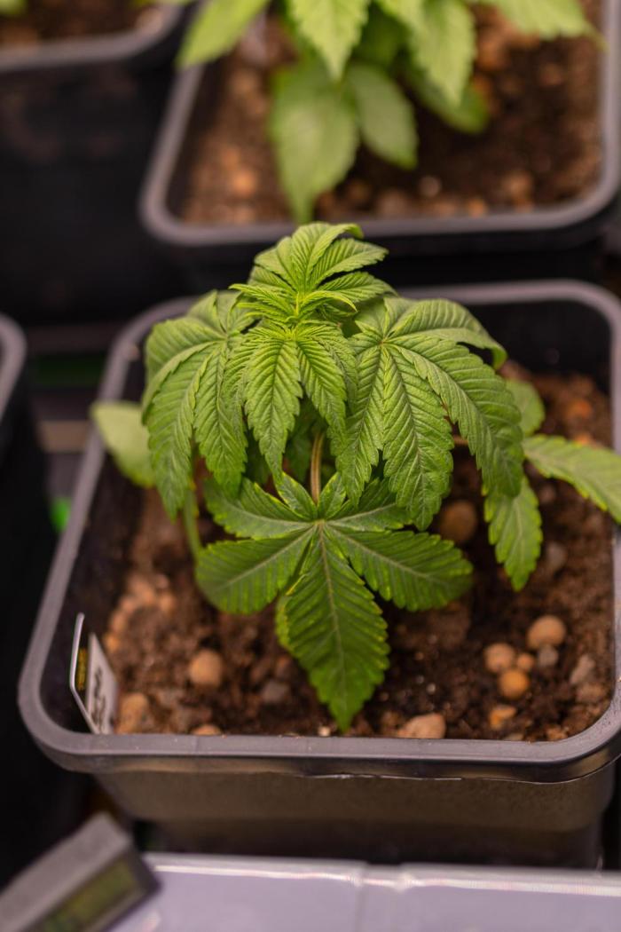 Tester# 60zB x 1500 - Paradise Seeds. Week 3