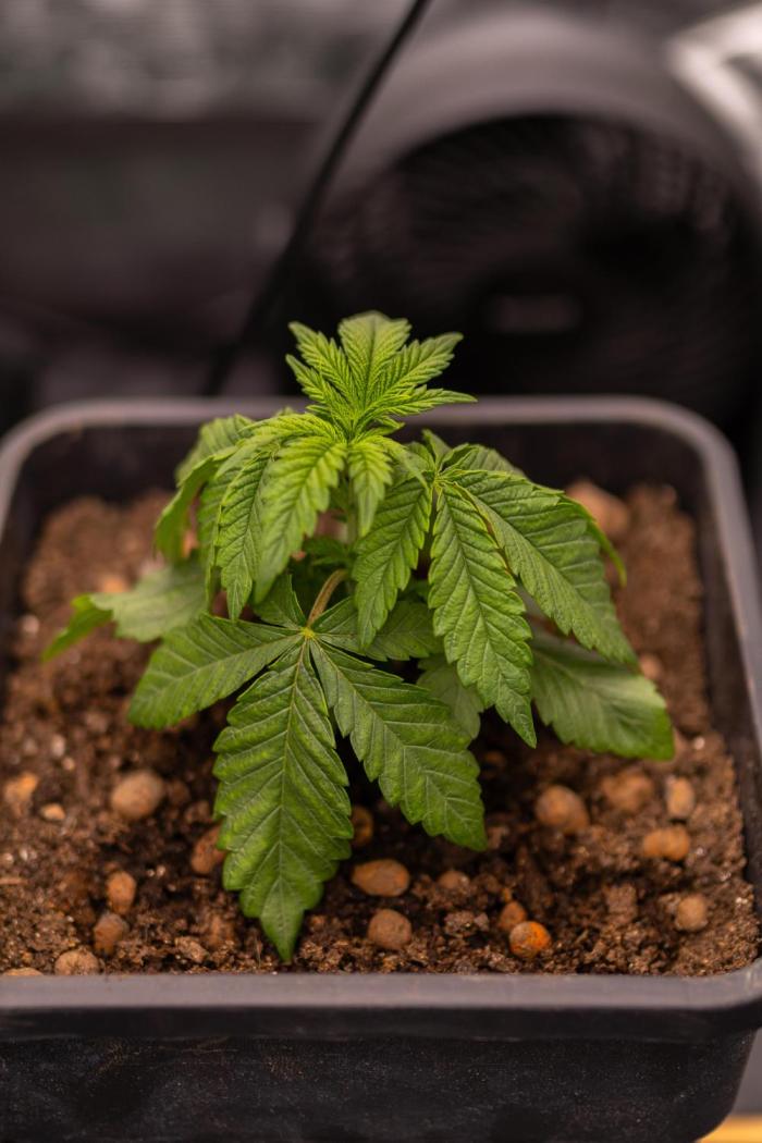 Tester# 1014x1500. Week 3