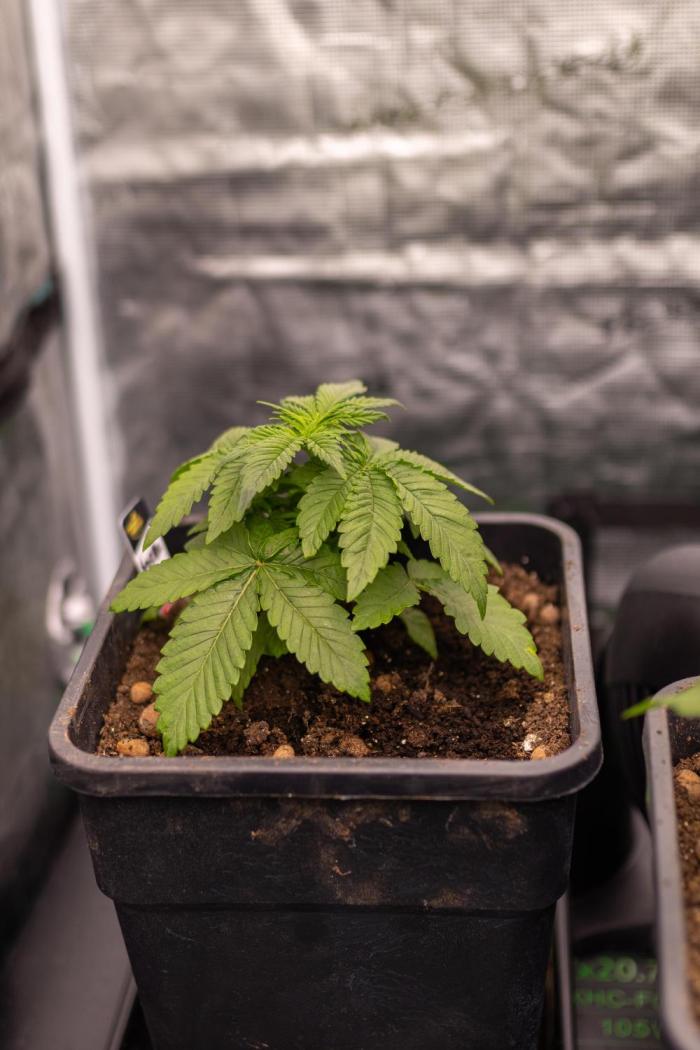 Tester# 605E x 1500. Week 3