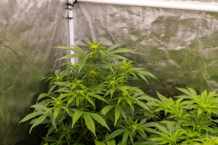 Paradise Seeds - Vertigo Auto. Week 6