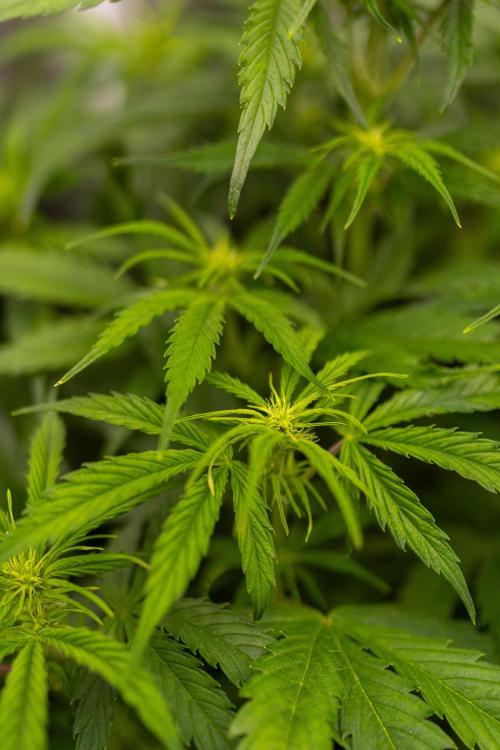 Paradise Seeds - Vertigo Auto. Week 6