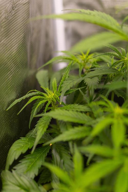 Paradise Seeds - Vertigo Auto. Week 6