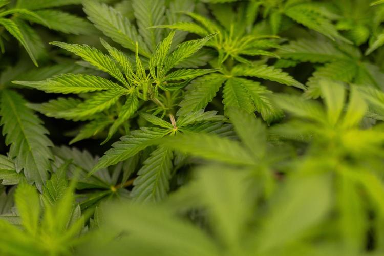 Paradise Seeds - Pandora Auto. Week 6