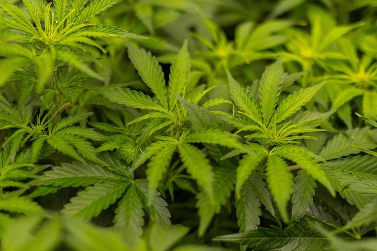 Paradise Seeds - Pandora Auto. Week 6