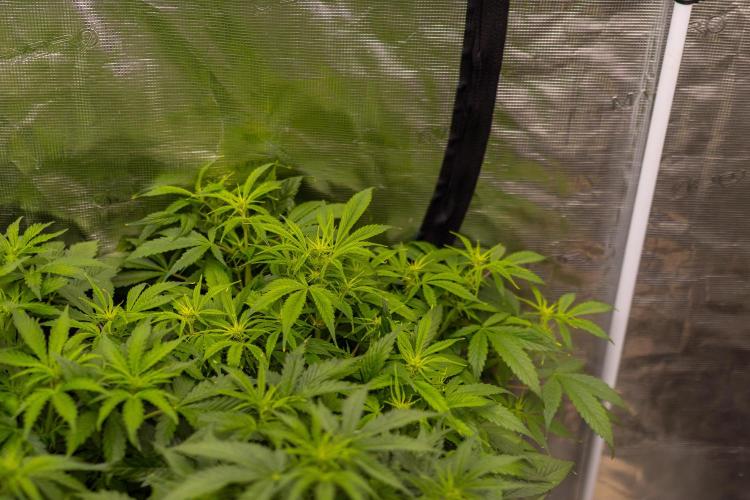 Paradise Seeds - Stromboli Auto. Week 6