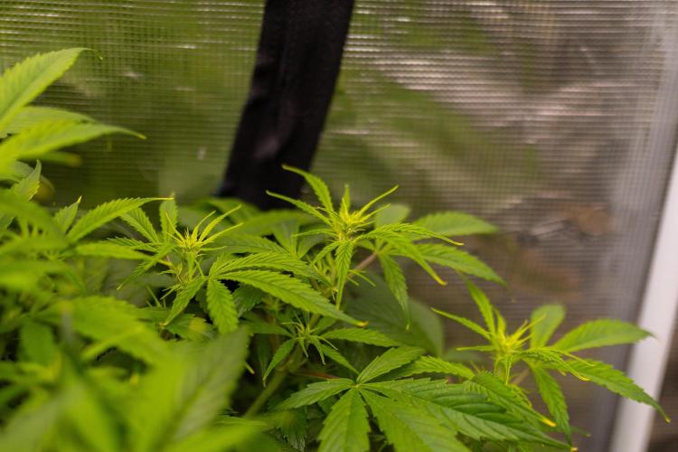 Paradise Seeds - Stromboli Auto. Week 6