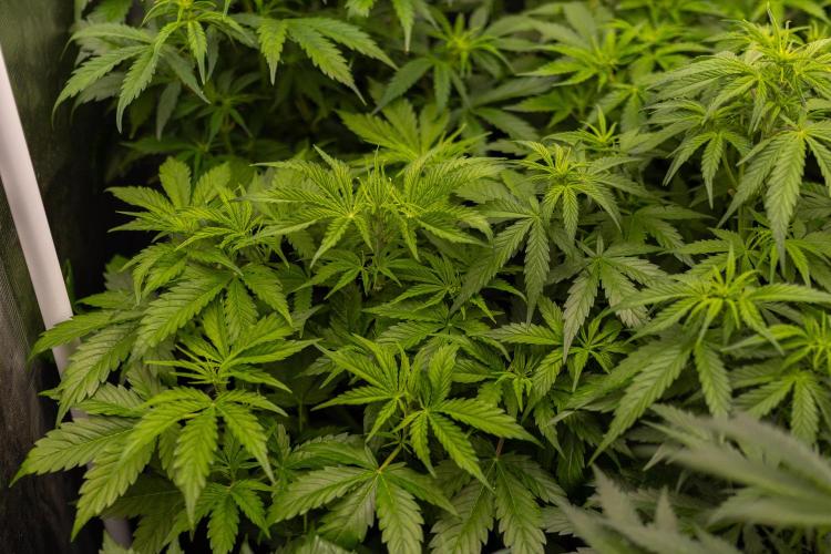 Spliff Seeds - Gelato Auto. Week 6