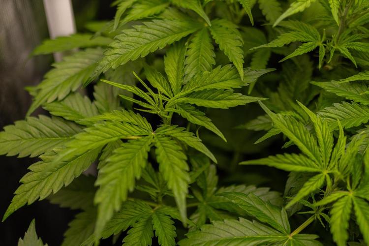 Spliff Seeds - Gelato Auto. Week 6