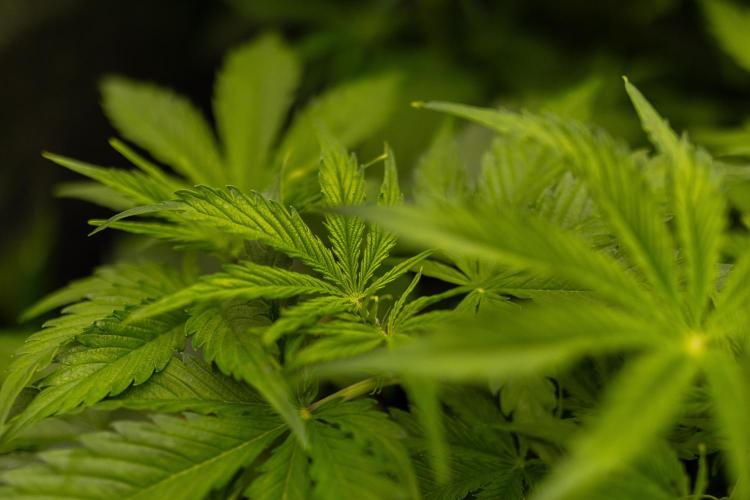 Spliff Seeds - Gelato Auto. Week 6