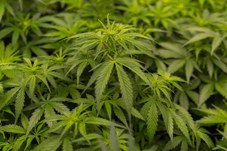 Dutch Blue Auto - Spliff Seeds. Week 6