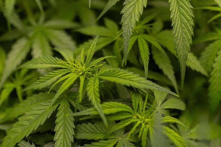 Dutch Blue Auto - Spliff Seeds. Week 6