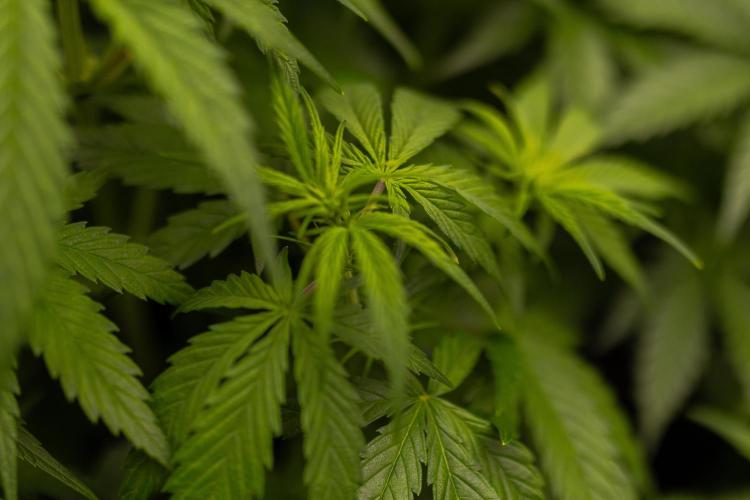 Dutch Blue Auto - Spliff Seeds. Week 6