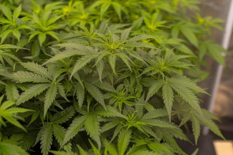 Gorilla Auto - Spliff Seeds. Week 6