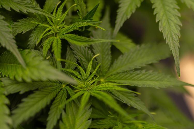 Gorilla Auto - Spliff Seeds. Week 6