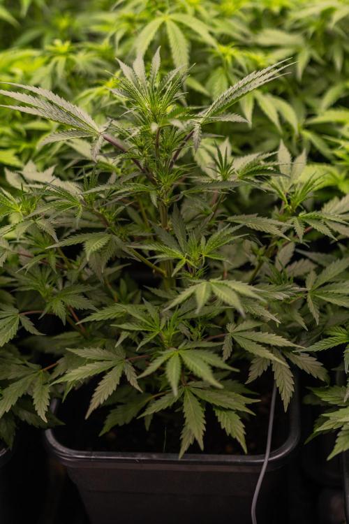 Lemon Crem Kush Auto - Spliff Seeds. Week 6