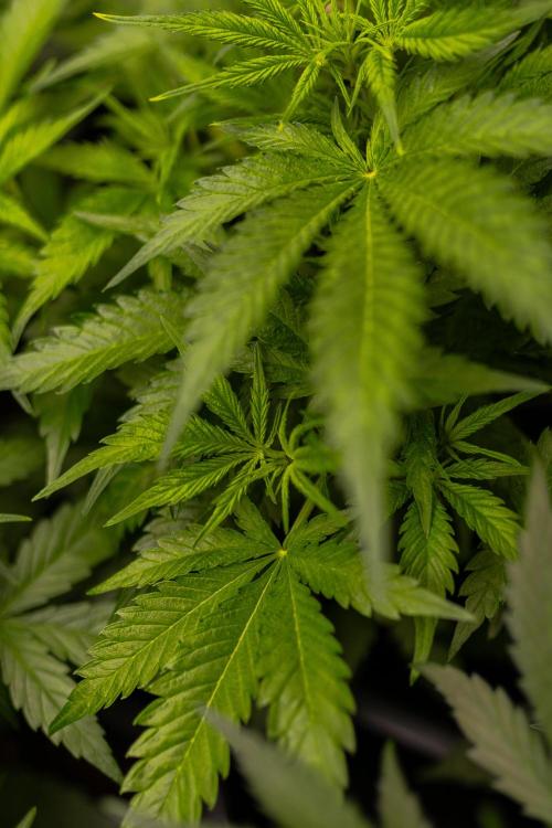 Mega Power Plant Auto - Spliff Seeds. Week 6
