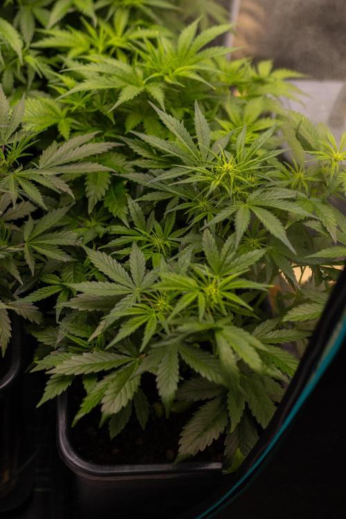 White Widow Auto - Spliff Seeds. Week 6