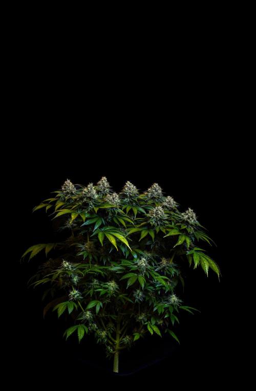 Super Skunk. Week 16