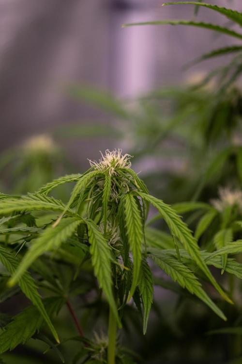 Paradise Seeds - Vertigo Auto. Week 7